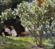 Peder Severin Kroyer Roses Garden in Skagen (nn02) Sweden oil painting reproduction